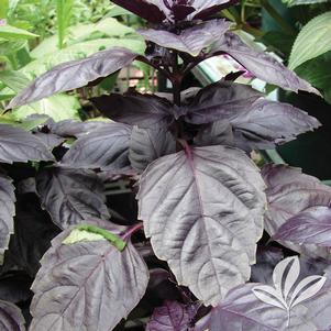 Ocimum basilicum 'Red Rubin' 