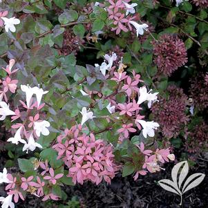 Abelia x grandiflora 'Rose Creek' 