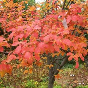 Amelanchier laevis 'Cumulus' 