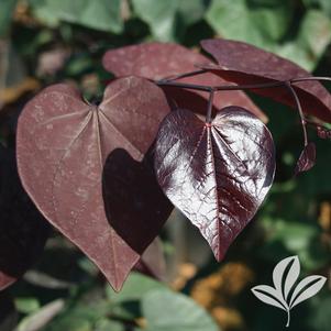 Cercis x 'Merlot' 