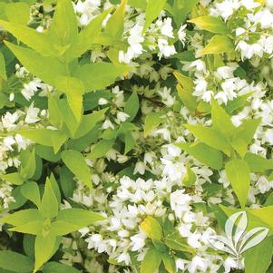 Deutzia gracilis 'Duncan' 