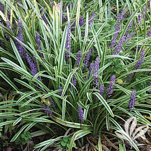 Liriope muscari 'Variegata' 