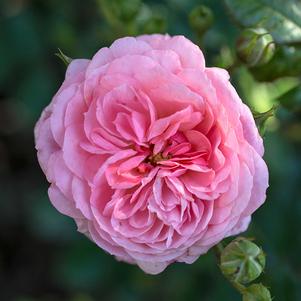 Rosa 'Meimirrote' 