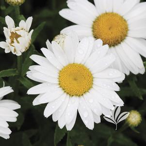 Leucanthemum x superbum 'Snowcap' 