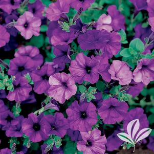 Petunia 'PAS97502' 