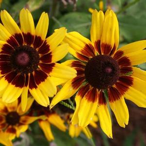 Rudbeckia hirta 'Denver Daisy' 