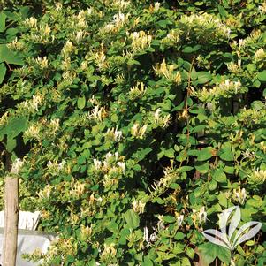 Lonicera japonica 'Halliana' 