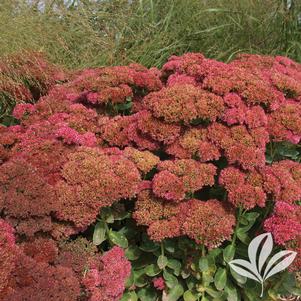 Sedum spectabile 'Autumn Fire' 