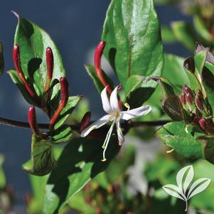 Lonicera japonica 'Purpurea' 