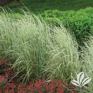 Calamagrostis x acutiflora 'Overdam' 