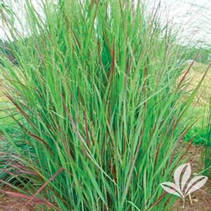 Panicum virgatum 'Shenandoah' 