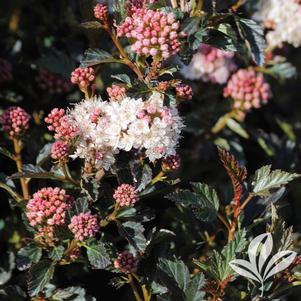 Physocarpus opulifolius 'Seward' 