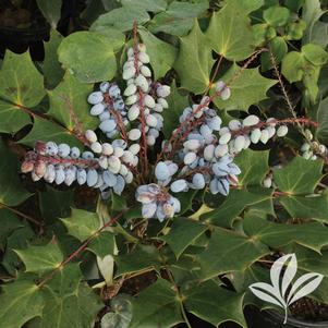 Mahonia bealei 