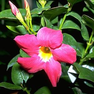 Mandevilla sanderi 'Red Riding Hood' 