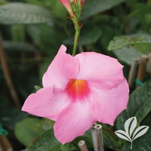 Mandevilla x amabilis 'Alice du Pont' 