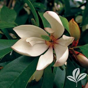 Magnolia figo ‘var. skinneriana’ 