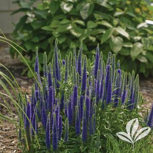 Veronica spicata 'GLORY' 