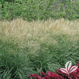 Miscanthus sinensis 'Gracillimus' 