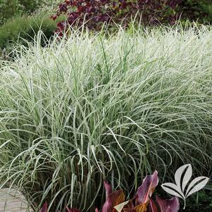 Miscanthus sinensis 'Variegatus' 