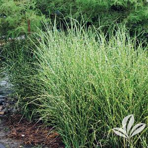 Miscanthus sinensis 'Strictus' 