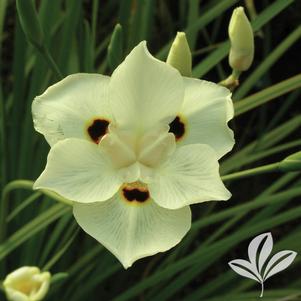 Dietes 'Bicolor' 