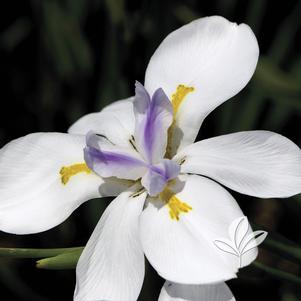 Dietes iridioides 