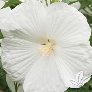 Hibiscus moscheutos 'Blue River II' 