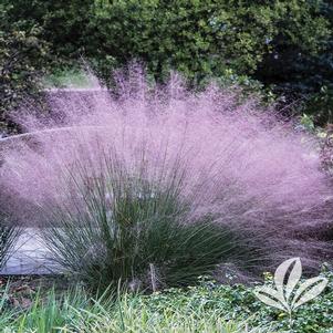 Muhlenbergia capillaris var. filipes 