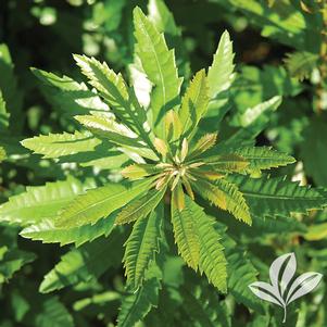 Myrica cerifera 'Don's' 