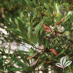 Myrica cerifera 