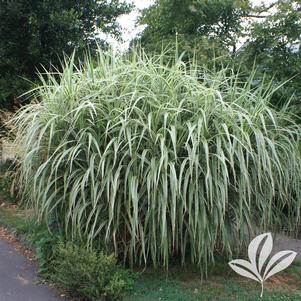 Miscanthus sinensis 'Cosmopolitan' 