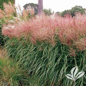 Miscanthus sinensis 'Rotsilber' 