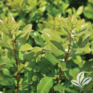 Myrica pensylvanica 