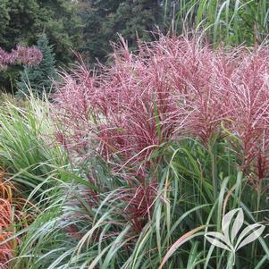 Miscanthus sinensis 'Morning Light' 