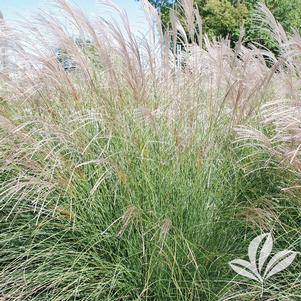 Miscanthus sinensis 'Yaku Jima' 