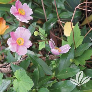 Anemone hupehensis 'September Charm' 