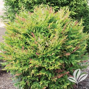 Nandina domestica 'Greray' 