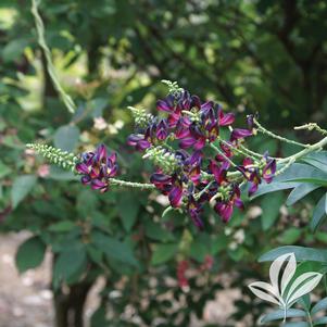 Millettia reticulata 