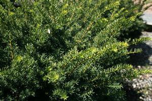 Taxus x media 'Everlow' 