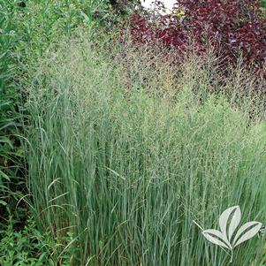 Panicum virgatum 'Heavy Metal' 