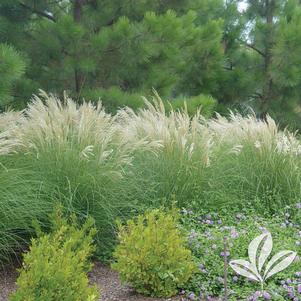 Miscanthus sinensis 'Adagio' 