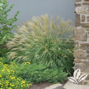 Miscanthus sinensis 'Graziella' 