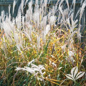 Miscanthus sinensis 'Purpurascens' 