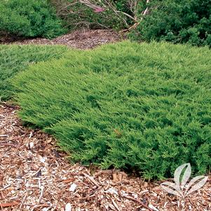 Juniperus horizontalis 'Plumosa Compacta' 