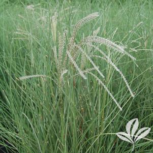 Miscanthus sinensis 'Kleine Fontaine' 