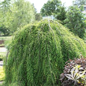 Taxodium distichum 'Falling Waters' 