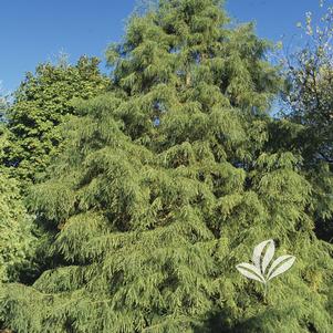 Taxodium distichum 'Mickelson' 