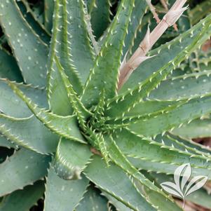 Aloe humilis 