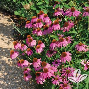 Echinacea purpurea 'Kim's Knee High' 