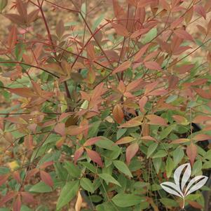 Nandina domestica 